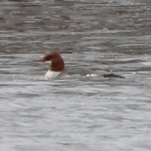 Common Merganser - ML646654338