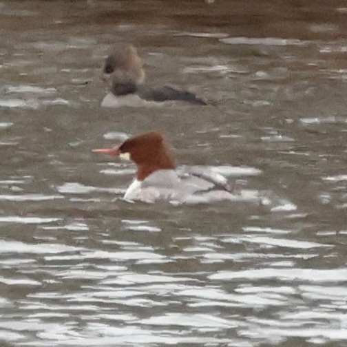 Common Merganser - ML646654339