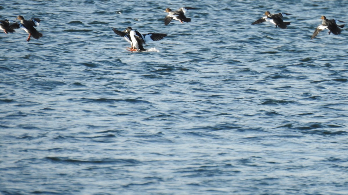 Common Goldeneye - ML646654341