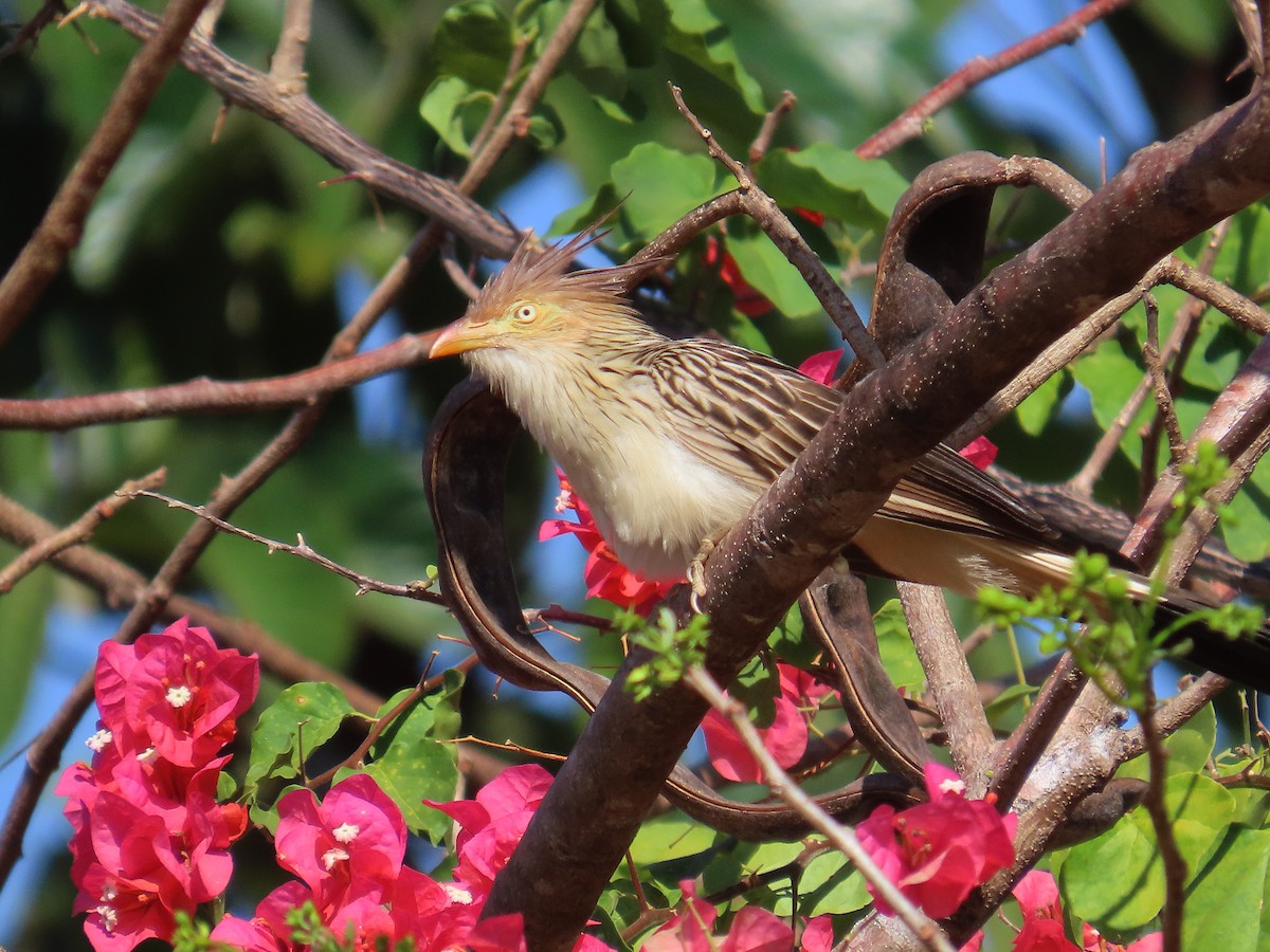 Гуїра - ML646654343