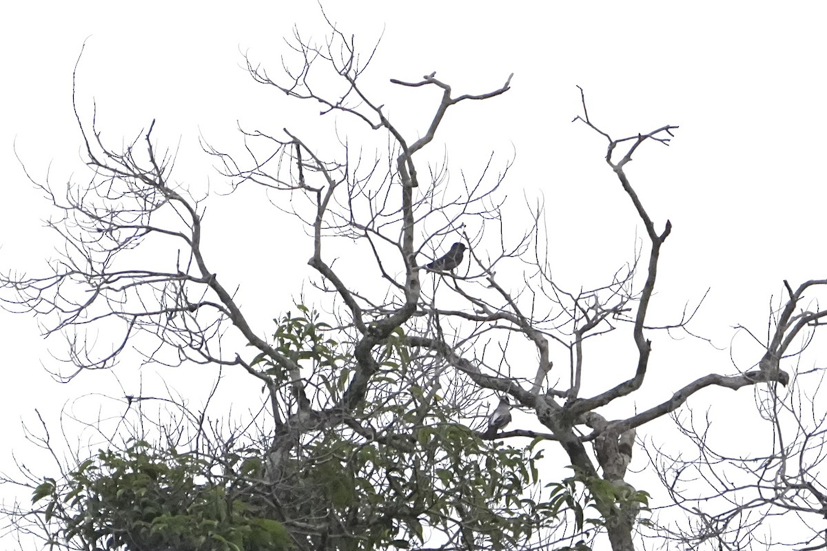 White-rumped Sirystes - ML646654344