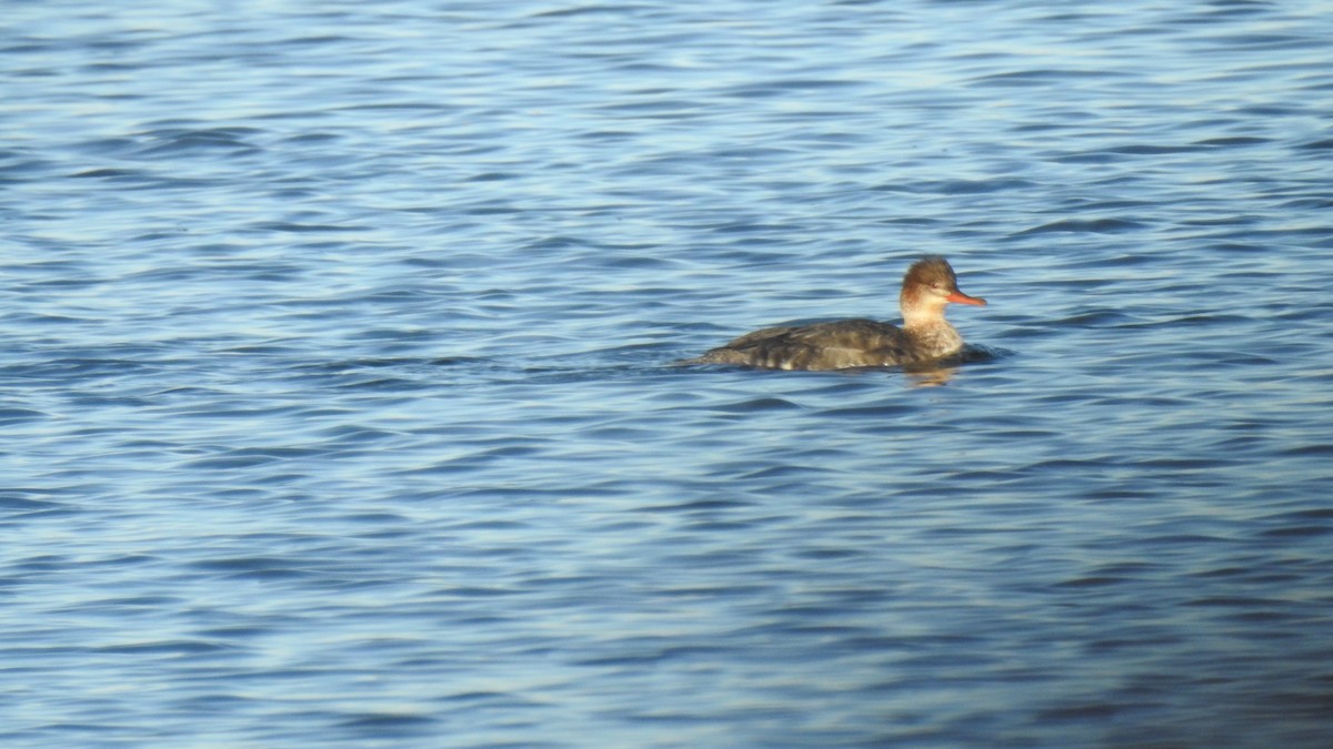 Serreta Mediana - ML646654345