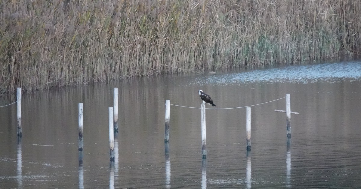 fiskeørn - ML646654346