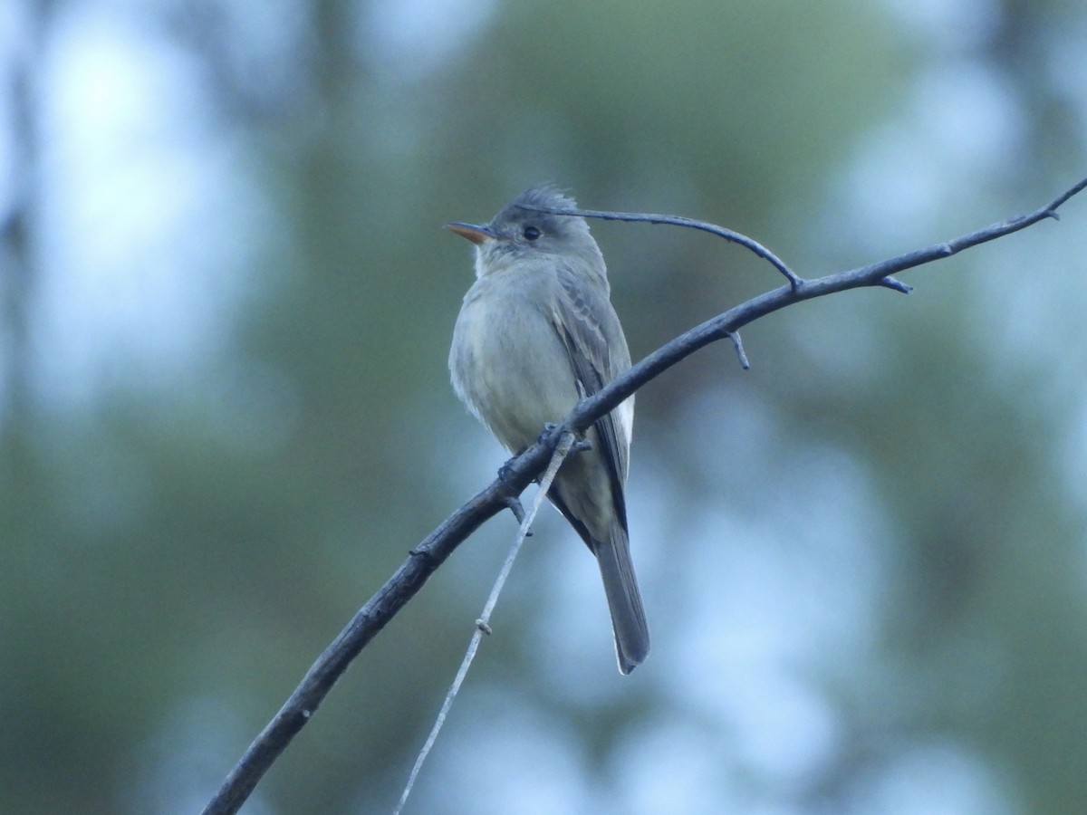 Піві великий - ML646654347