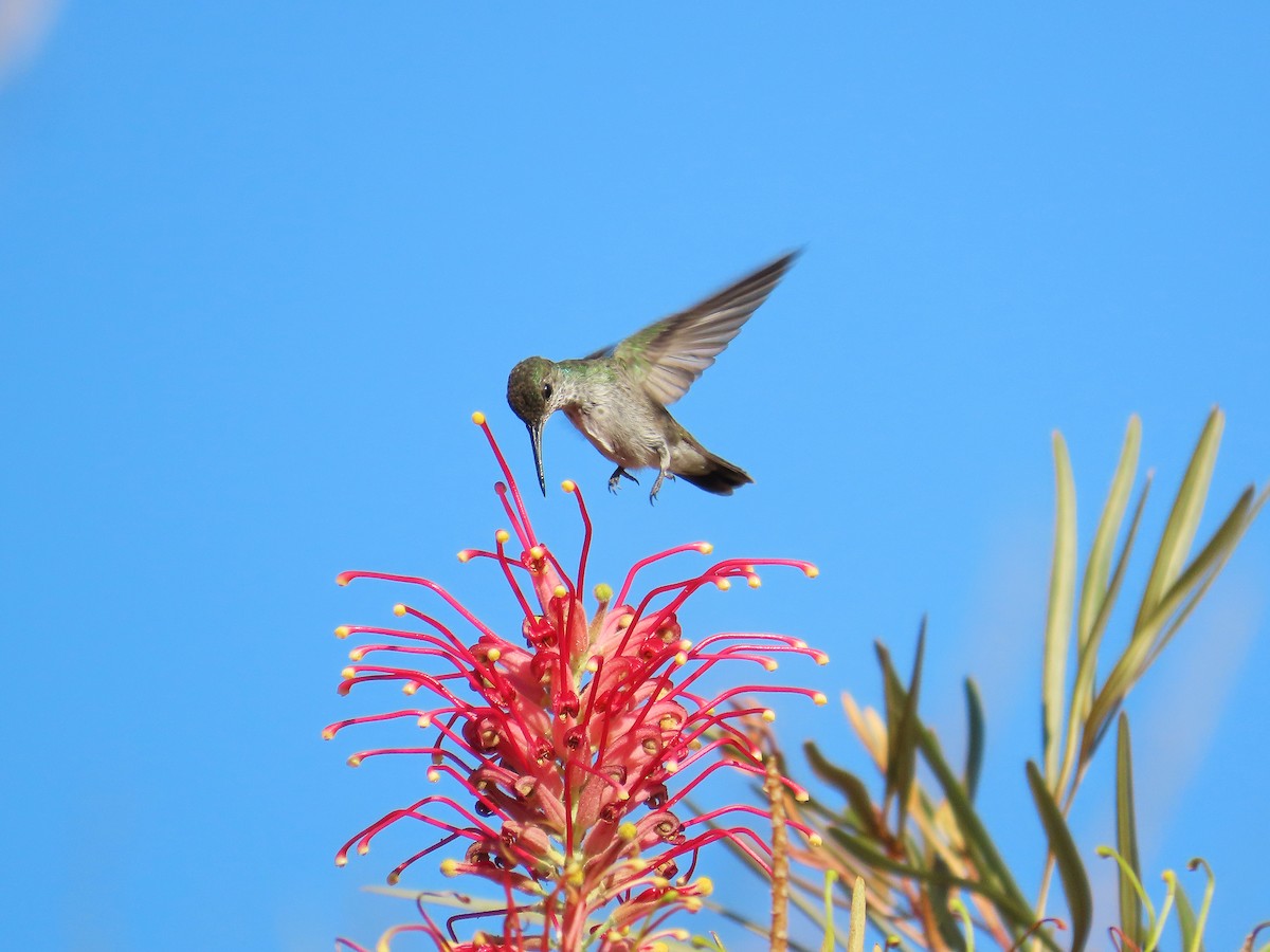Агиртрія бразильська - ML646654348