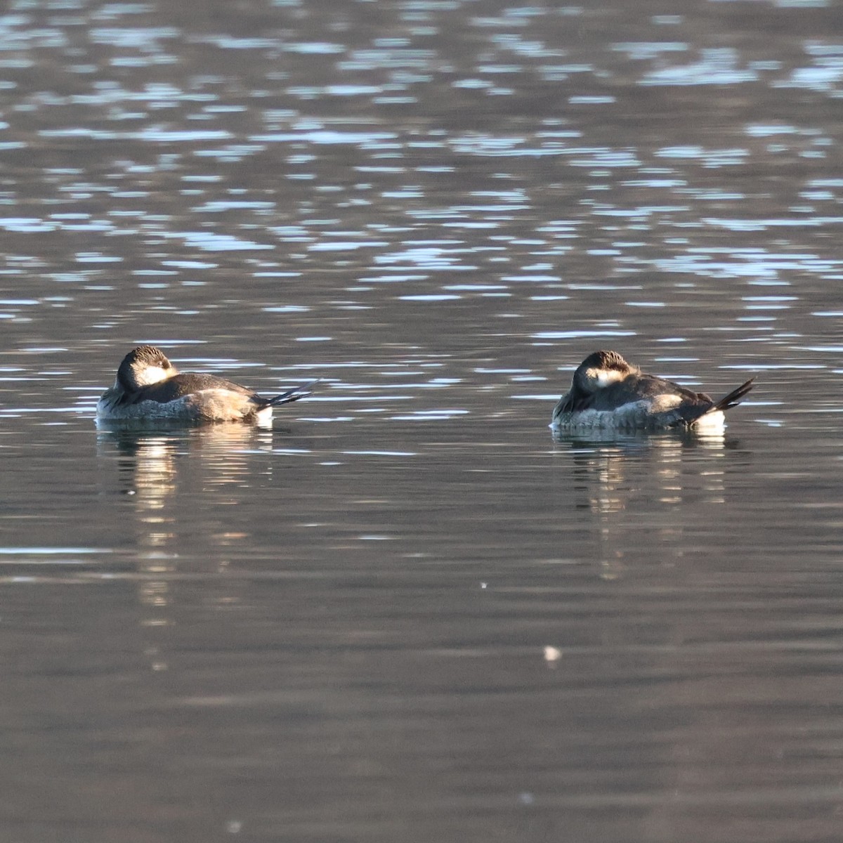 kobberand - ML646654351