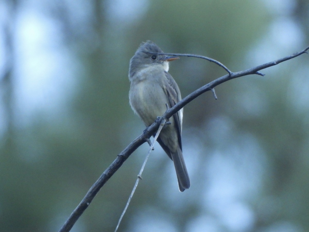 Піві великий - ML646654352