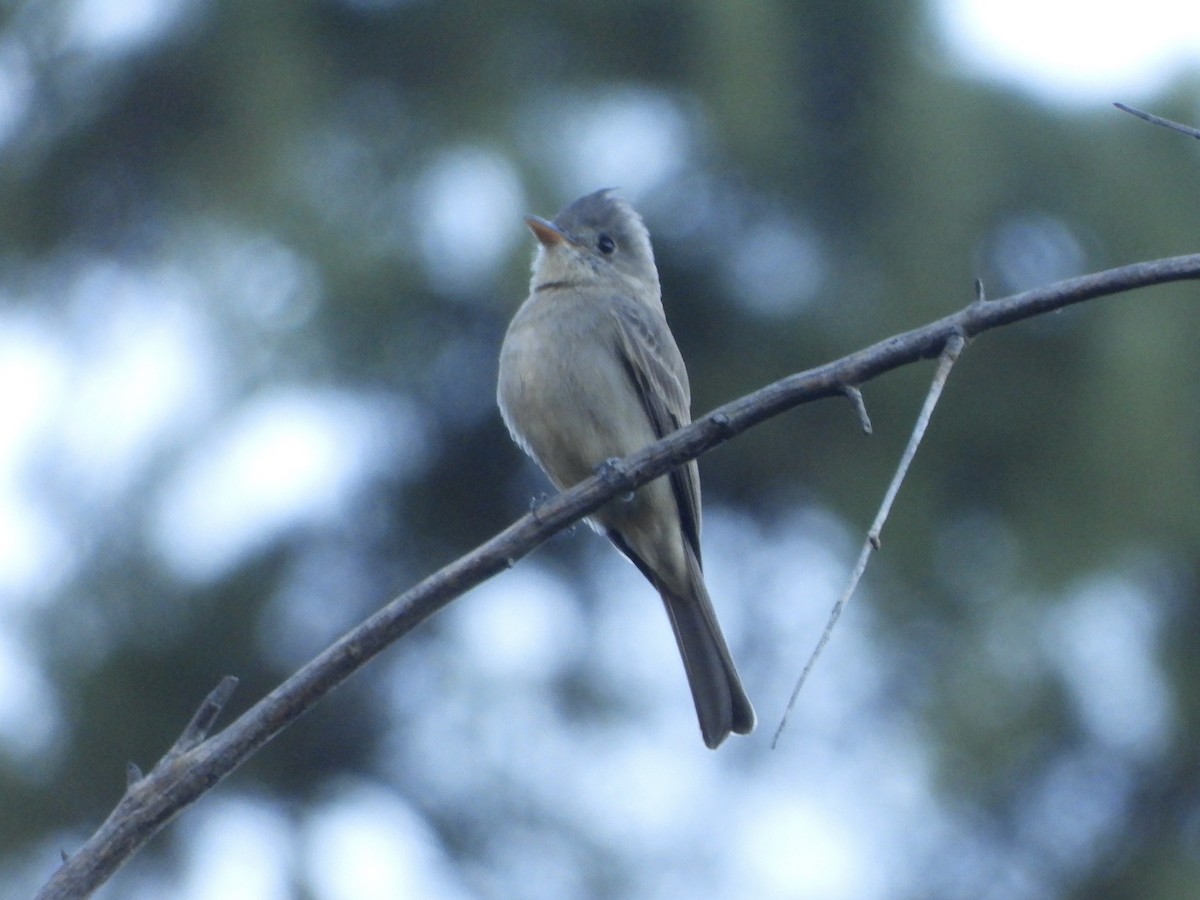 Піві великий - ML646654354