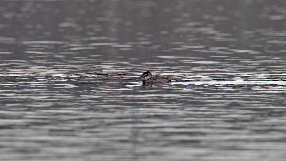 White-headed Duck - ML646654356