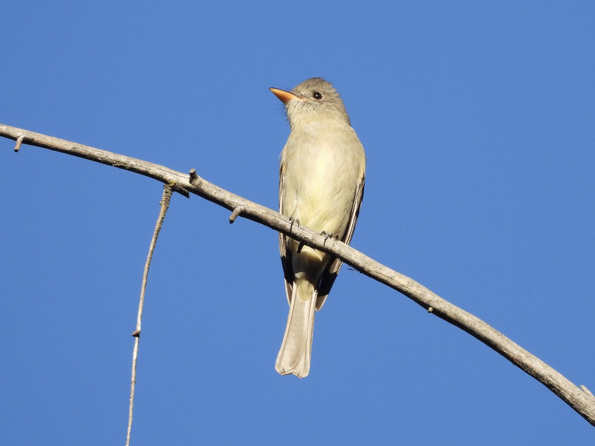 Піві великий - ML646654357
