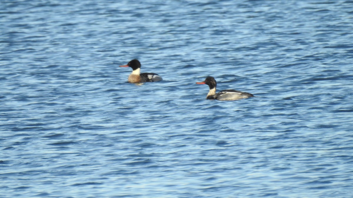 Serreta Mediana - ML646654358