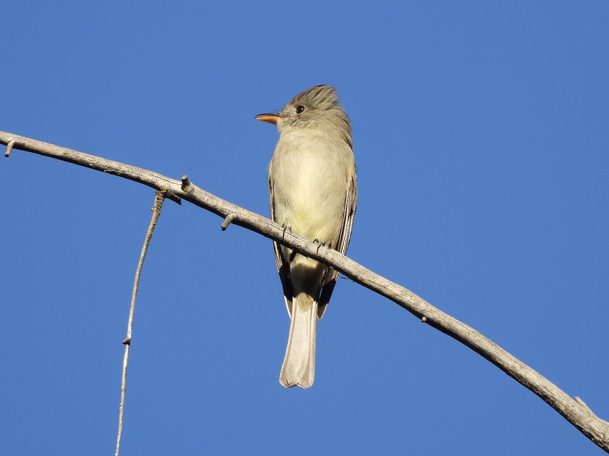 Піві великий - ML646654359