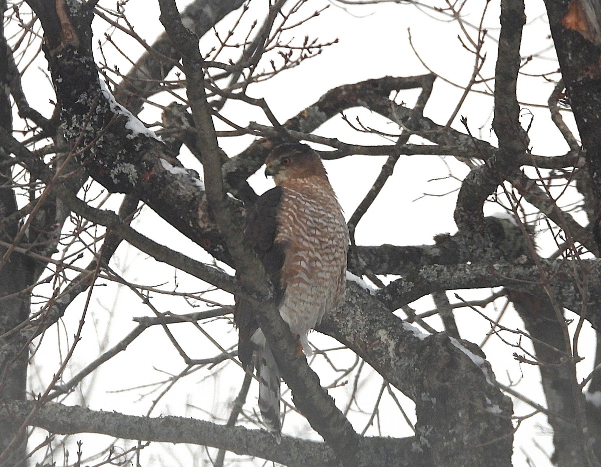 Куперов ястреб - ML646654360