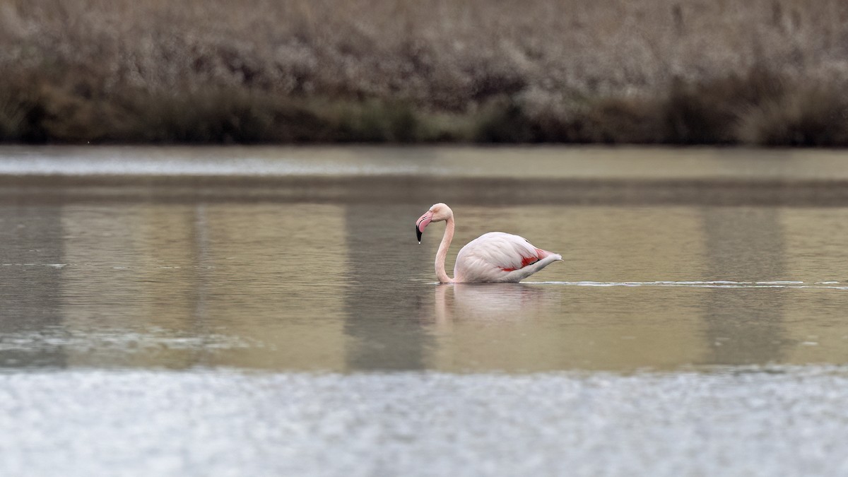 Greater Flamingo - ML646654362