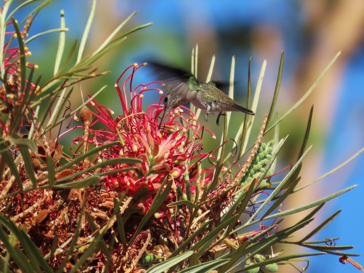 Агиртрія бразильська - ML646654365