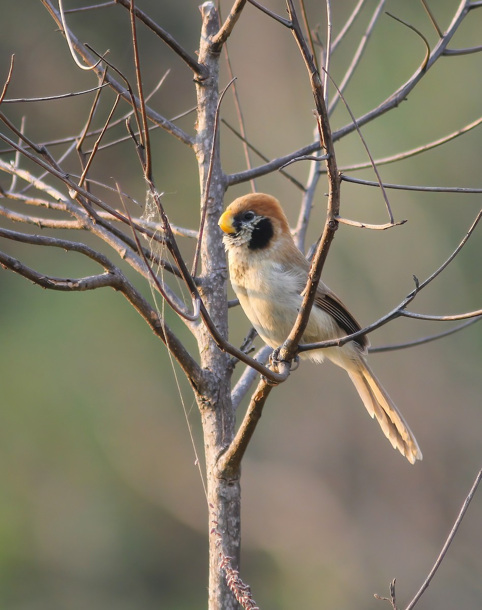 Spot-breasted Parrotbill - ML646654366