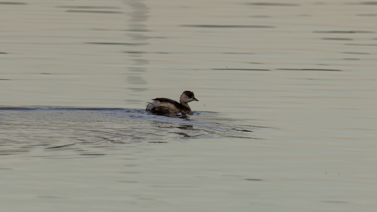 Little Grebe - ML646654367