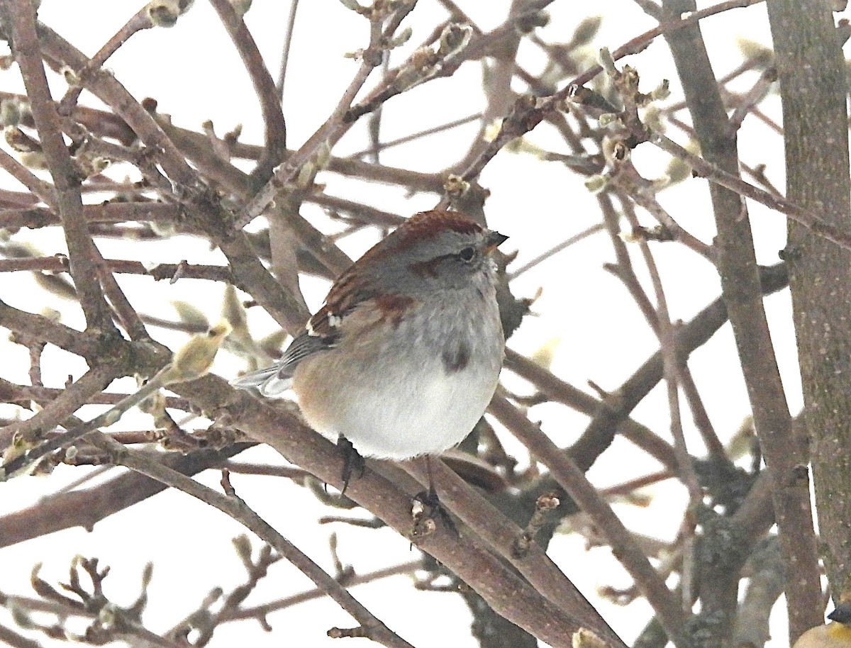 Воробьиная овсянка - ML646654369