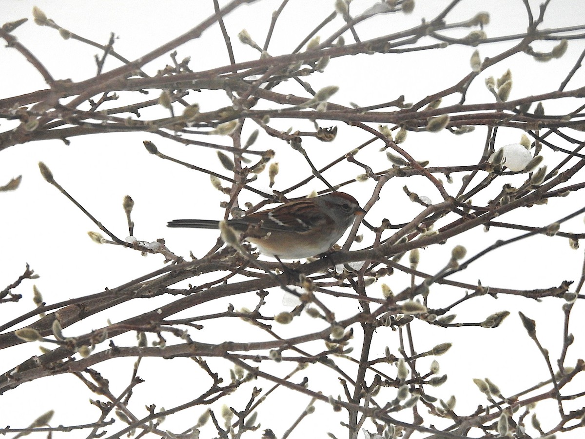 Воробьиная овсянка - ML646654371