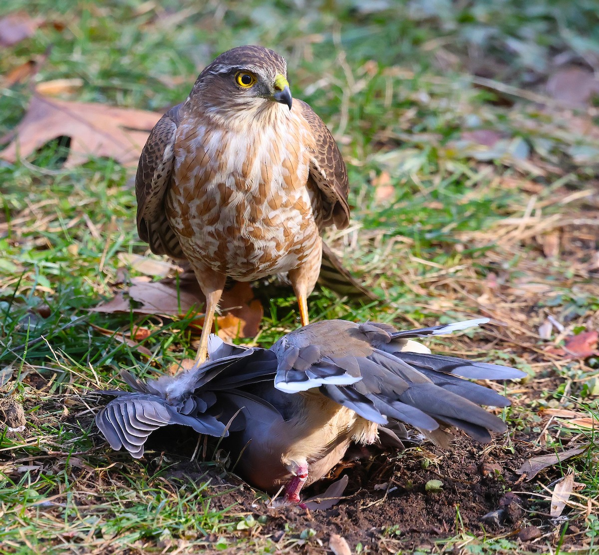 Sharp-shinned Hawk - ML646654372