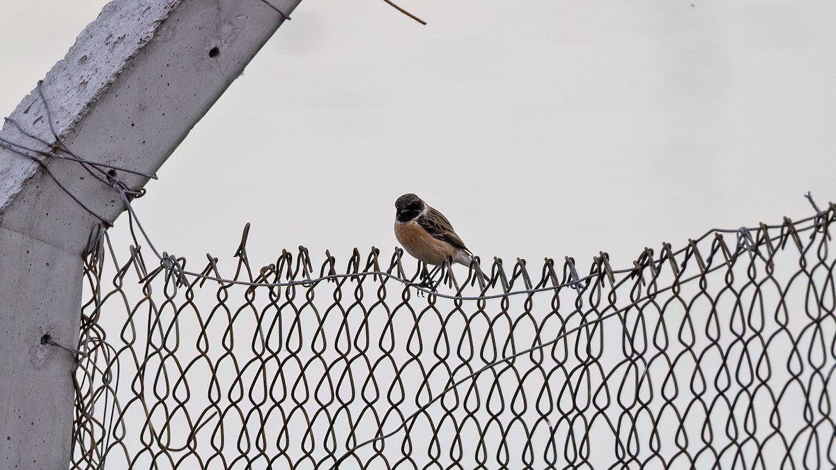 European Stonechat - ML646654374