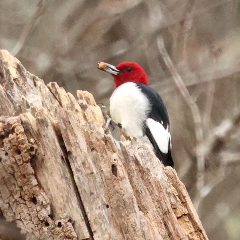 rødhodespett - ML646654375