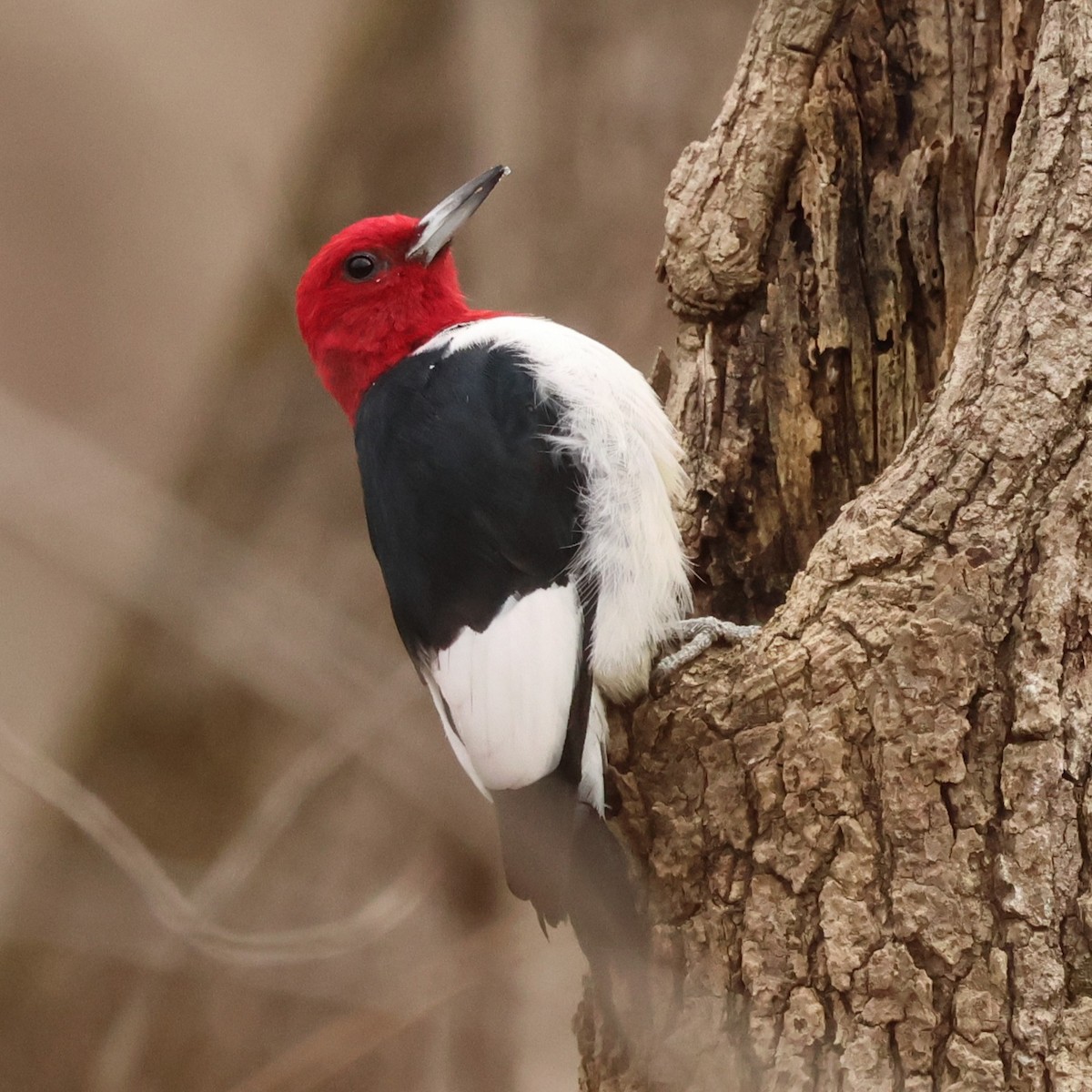 rødhodespett - ML646654376