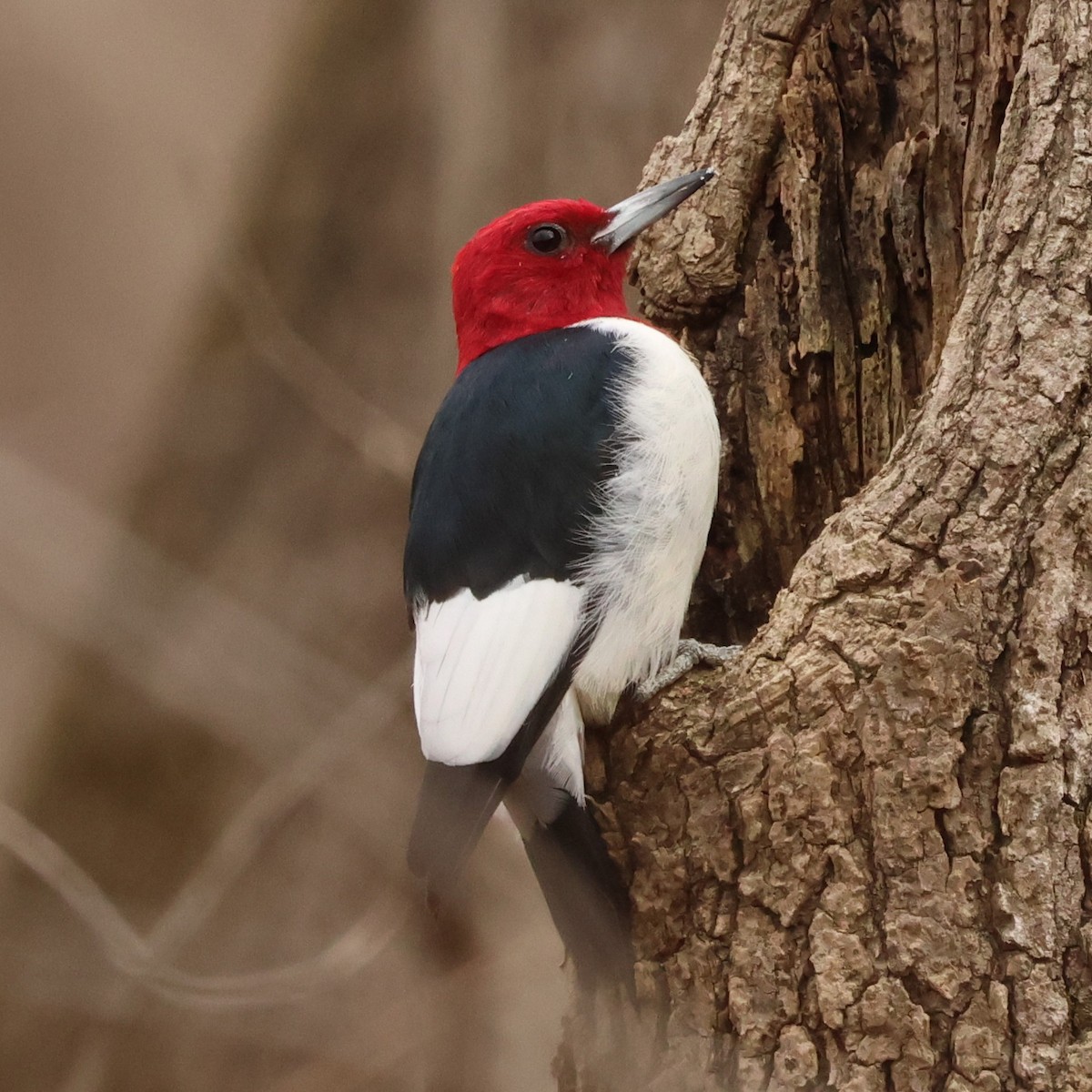 rødhodespett - ML646654377