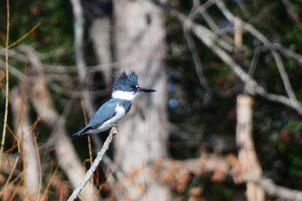 rybařík pruhoprsý - ML646654378