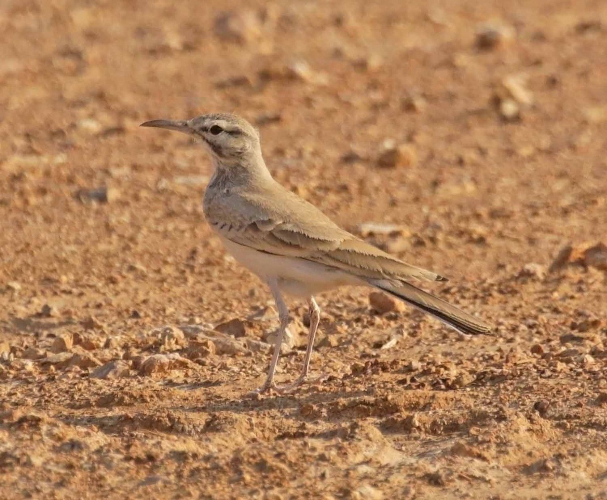 ハシナガヒバリ - ML646654380