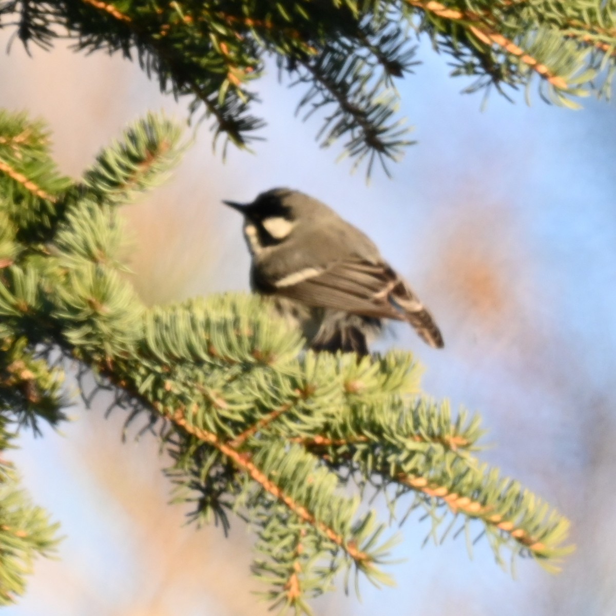 Black-throated Gray Warbler - ML646654381