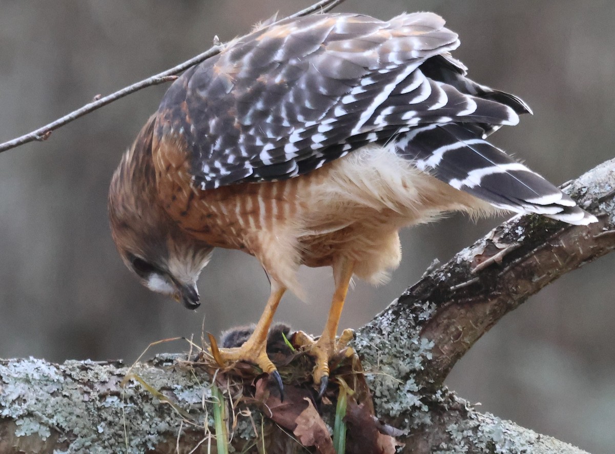 Red-shouldered Hawk - ML646654383