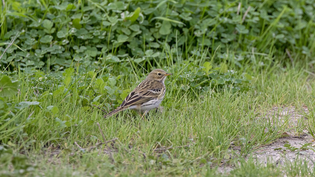 Meadow Pipit - ML646654384