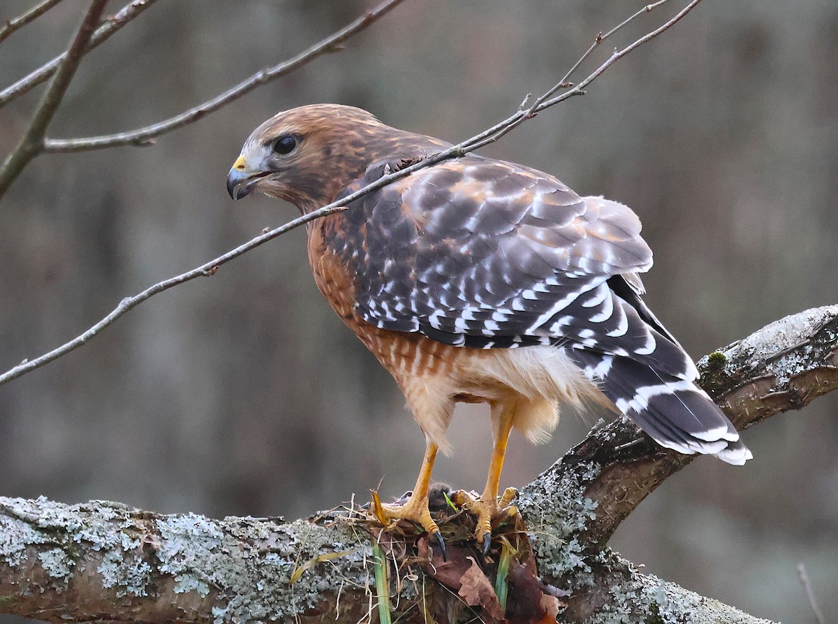 Red-shouldered Hawk - ML646654385