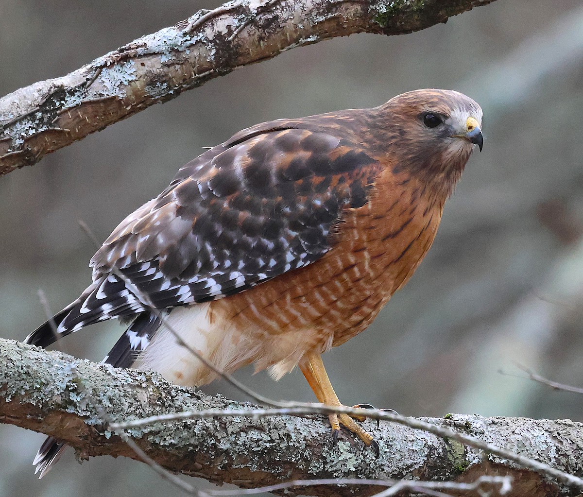 Red-shouldered Hawk - ML646654386