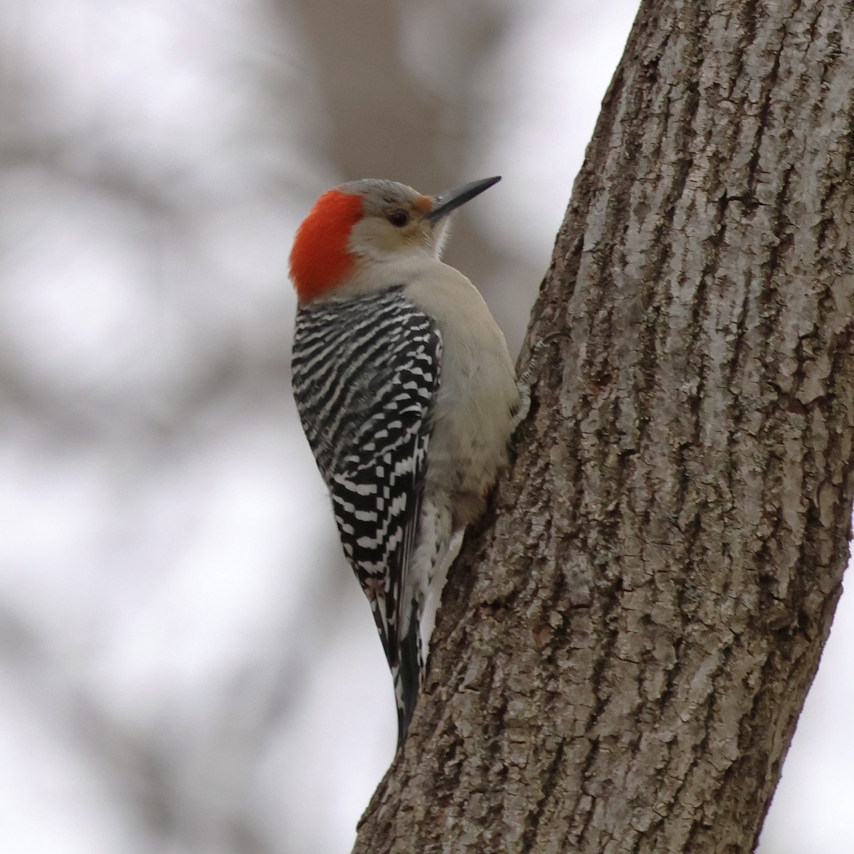 lundspett - ML646654396