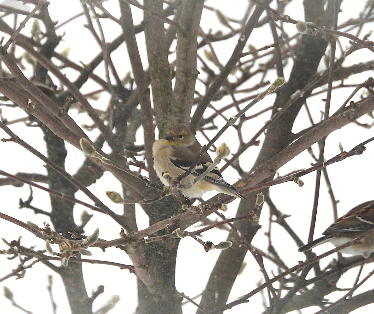 Американский чиж - ML646654398