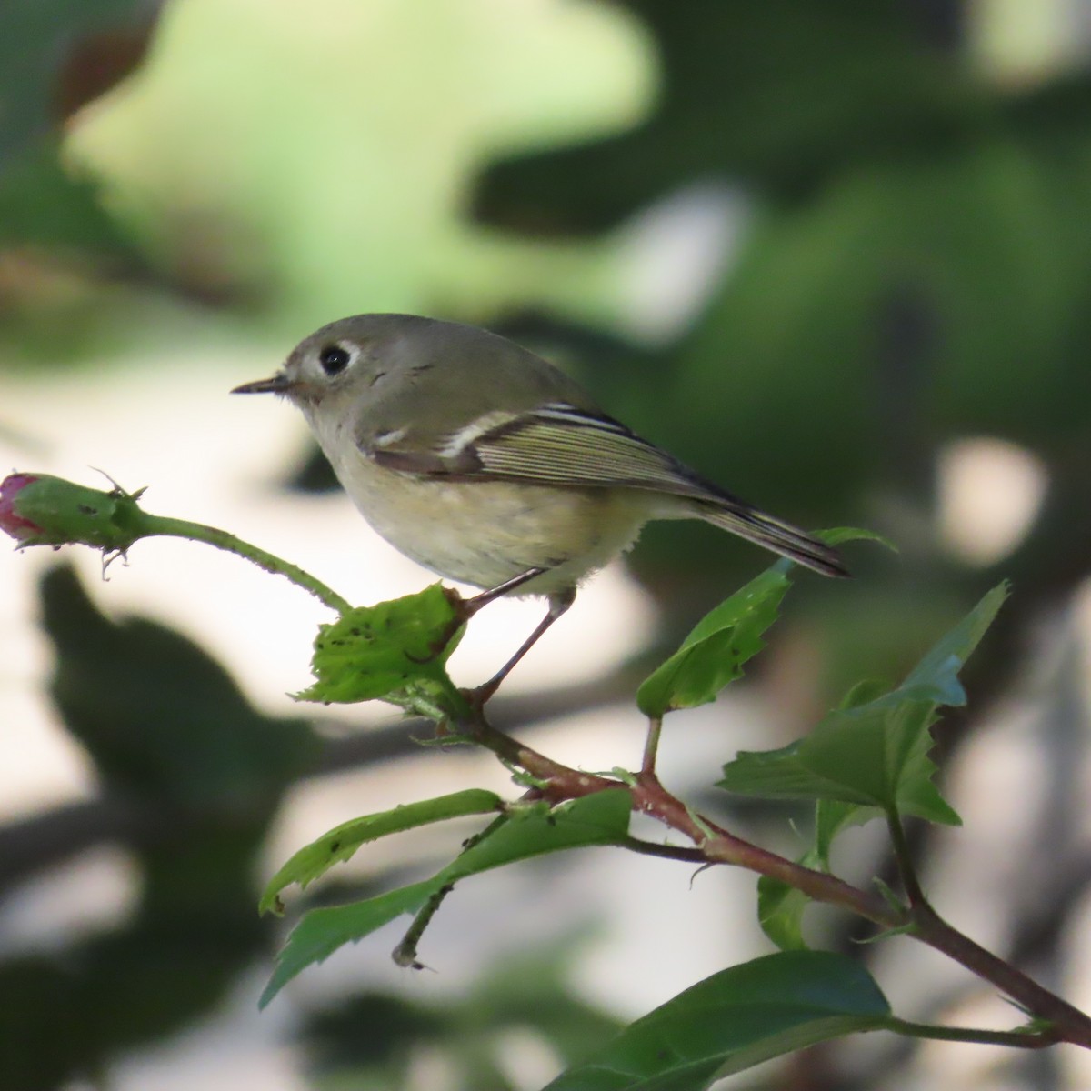 Ruby-crowned Kinglet - ML646654400
