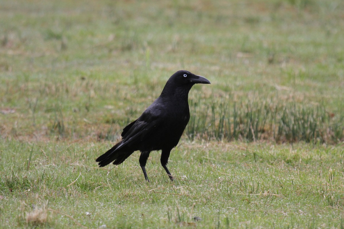 Forest Raven - ML64665441