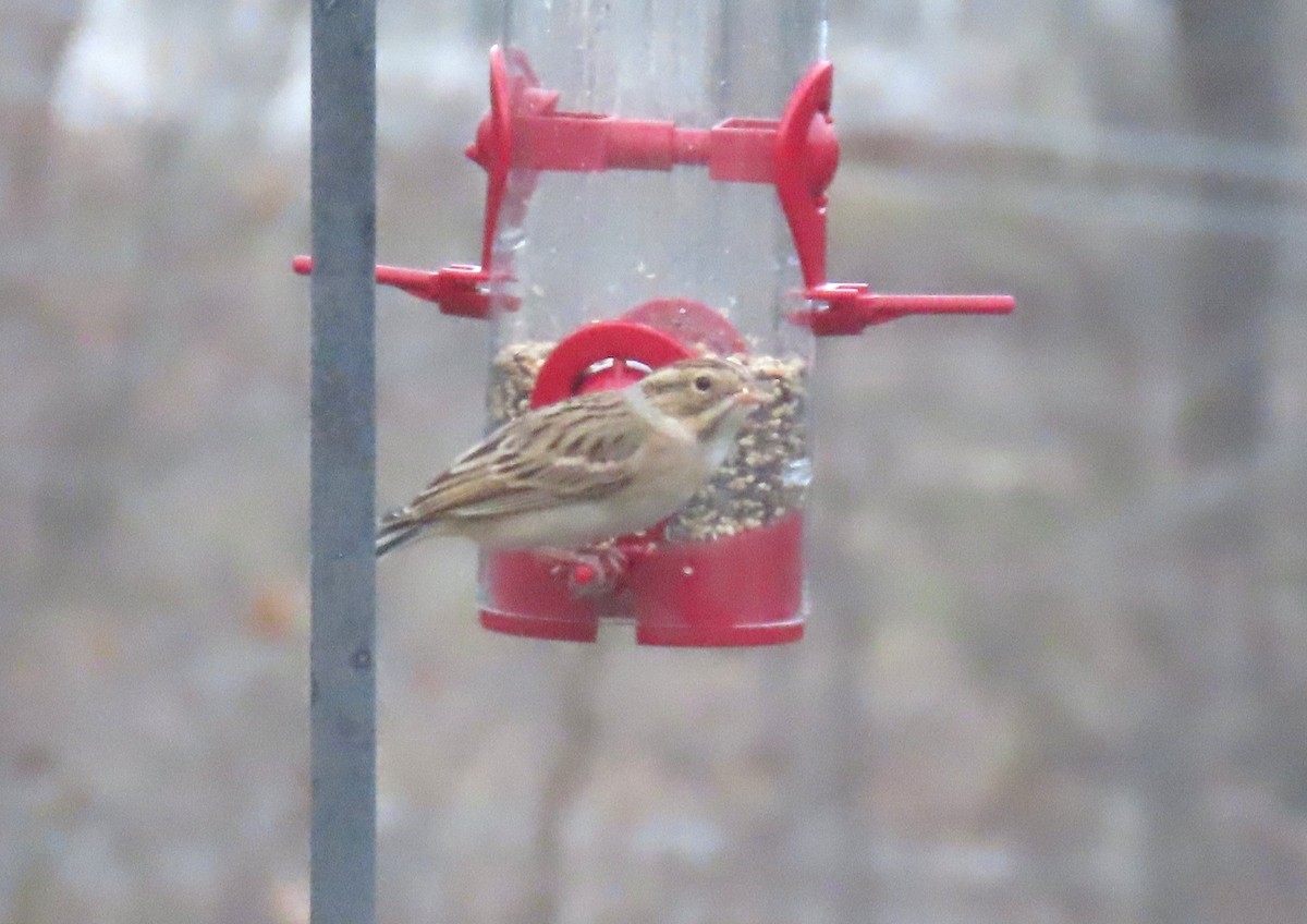 Clay-colored Sparrow - ML646654410