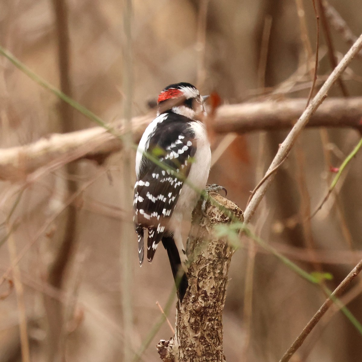 dunspett - ML646654417