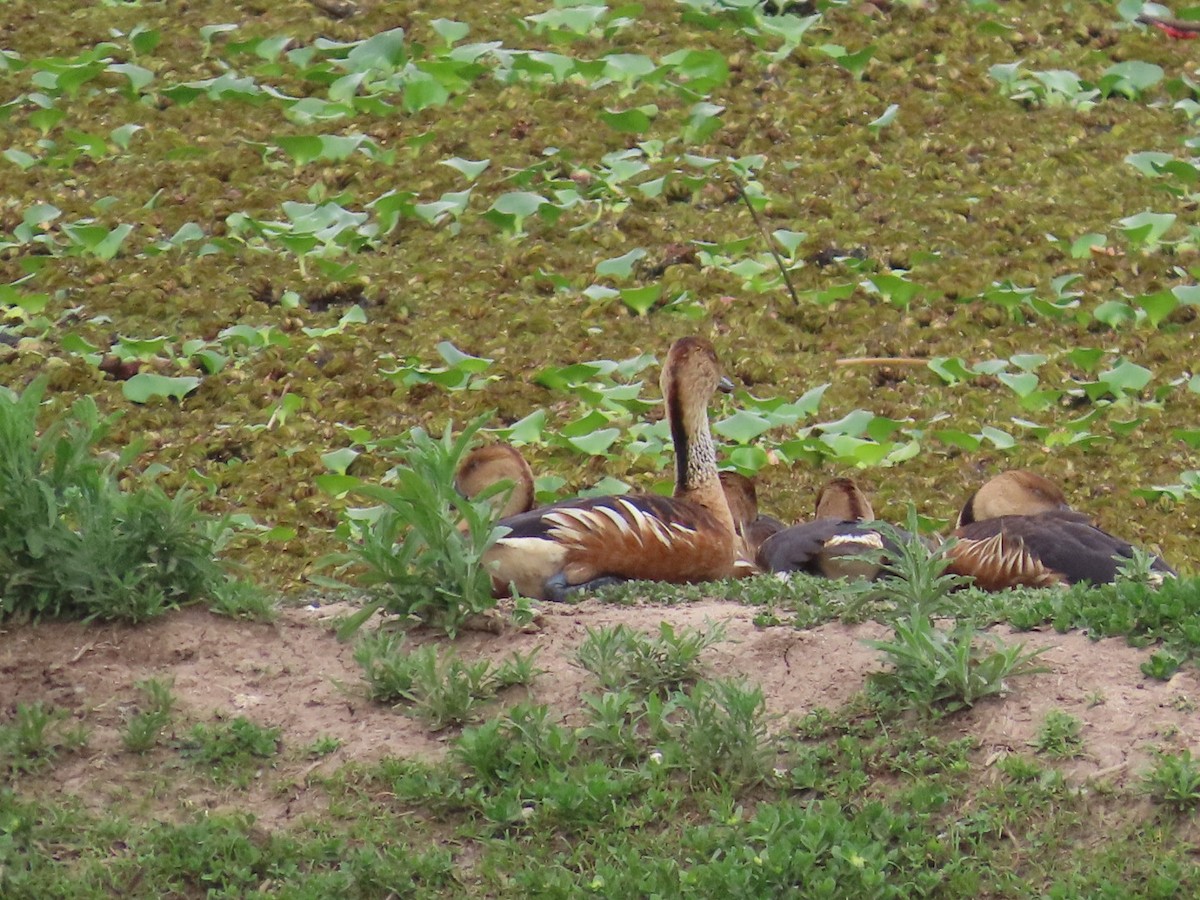 Fulvous Whistling-Duck - ML646654420