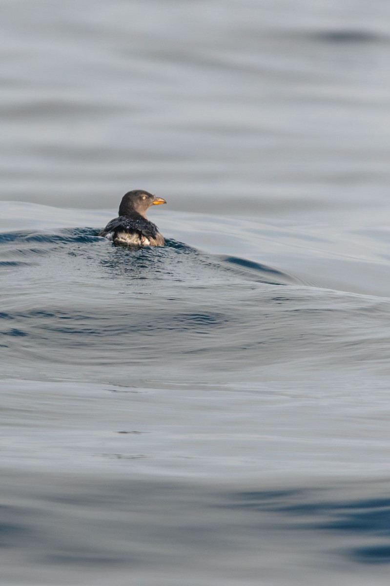 Rhinoceros Auklet - ML646654425