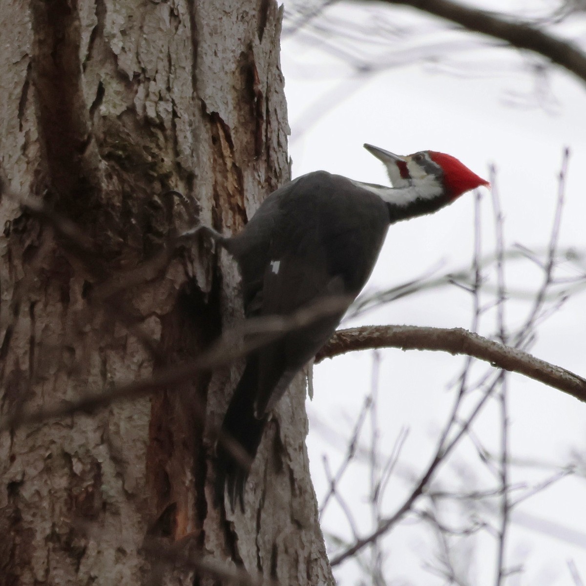 hvitbrynsvartspett - ML646654426