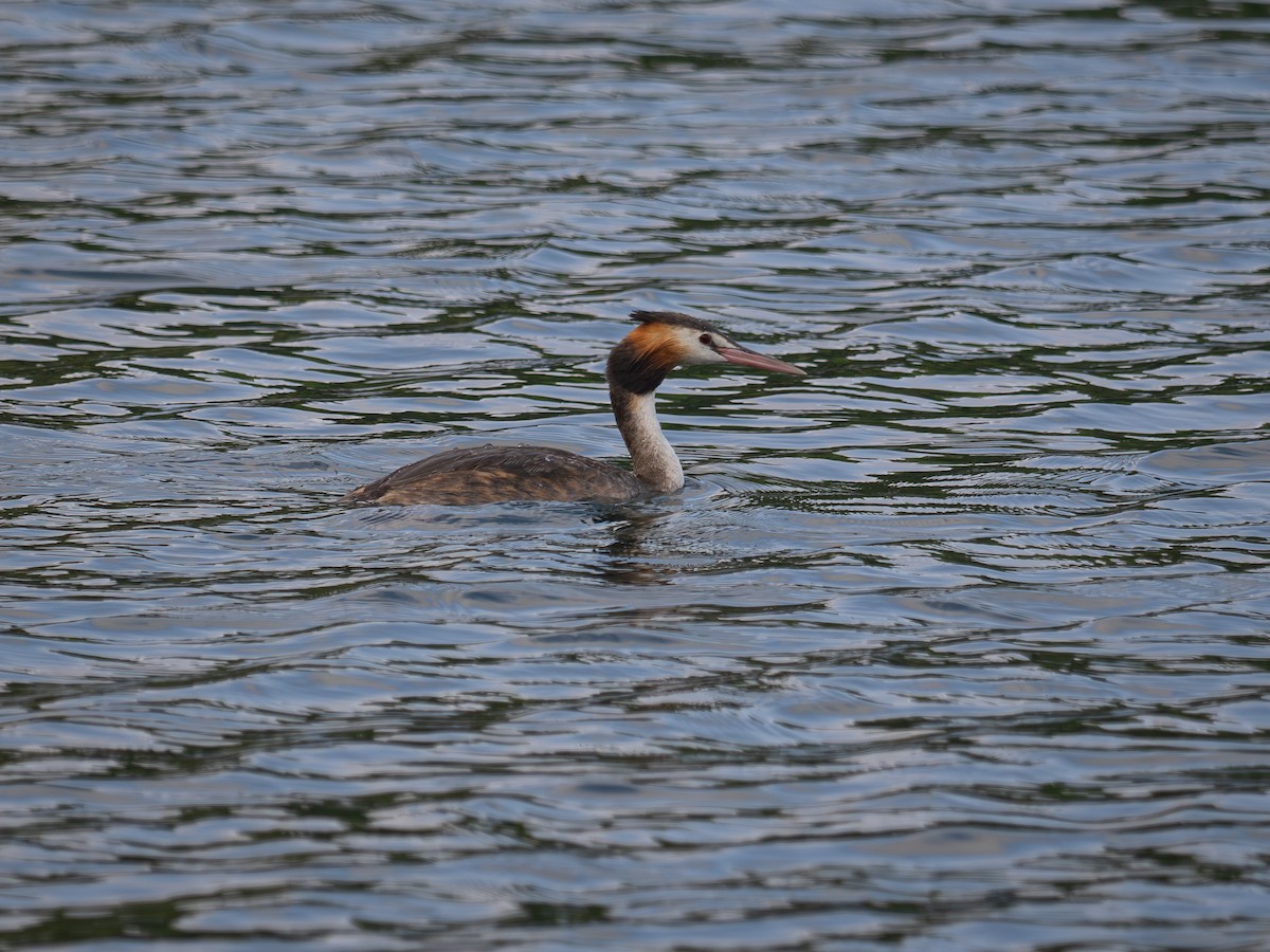 Отгот шунгуур - ML646654428