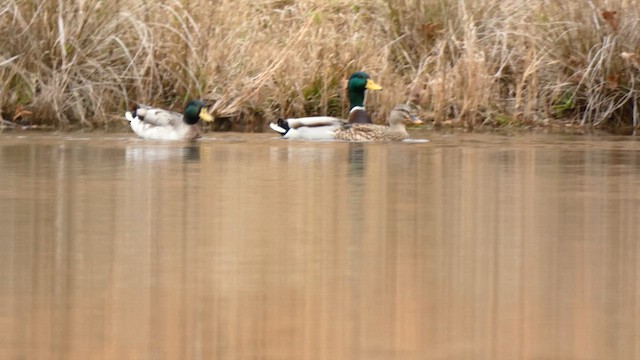 kachna divoká - ML646654429