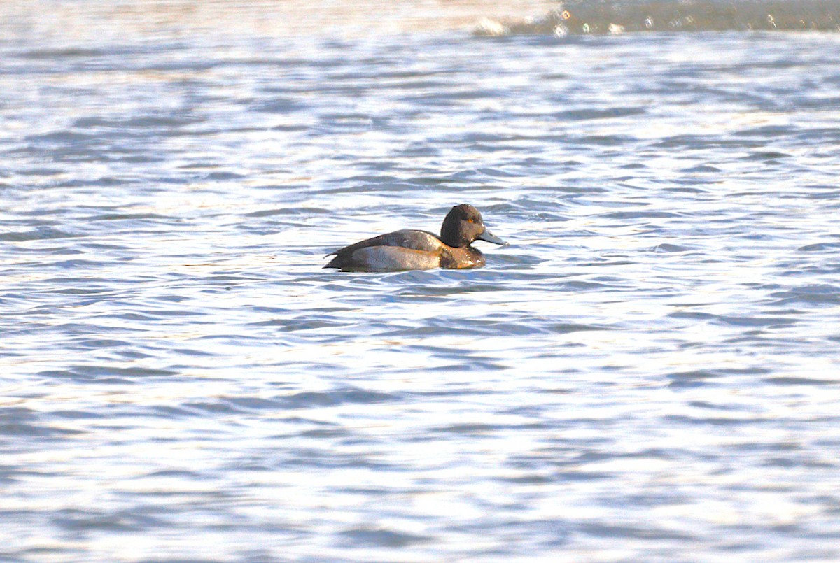 斑背潛鴨 - ML646654431