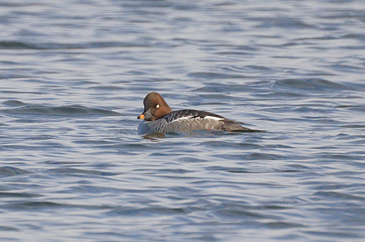 鵲鴨 - ML646654434