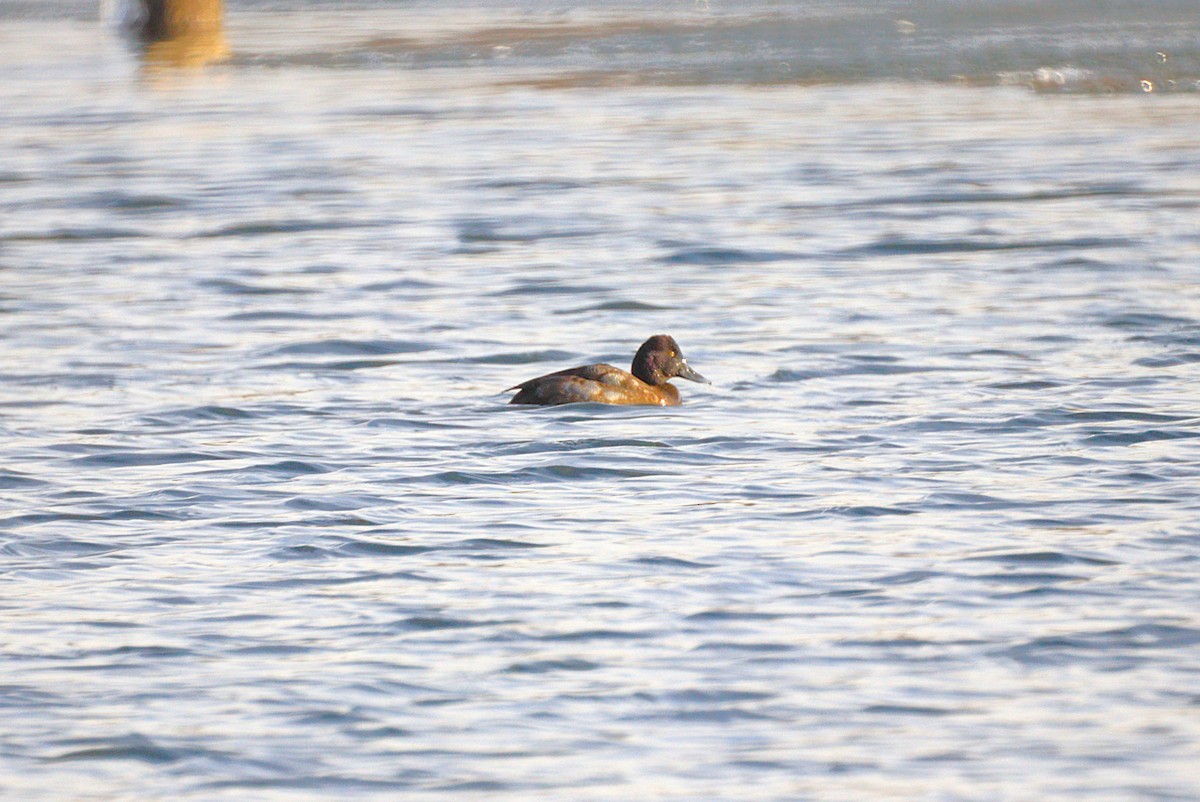 斑背潛鴨 - ML646654437