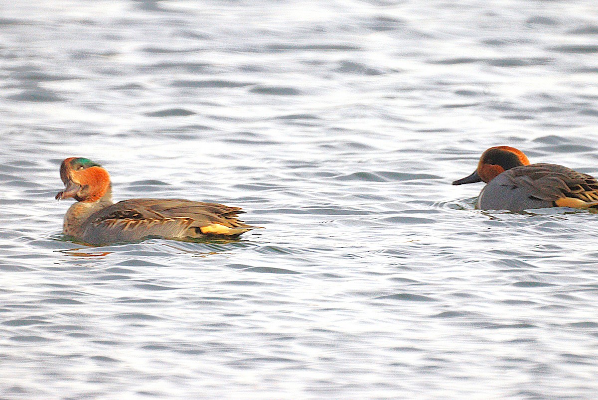 小水鴨 - ML646654441